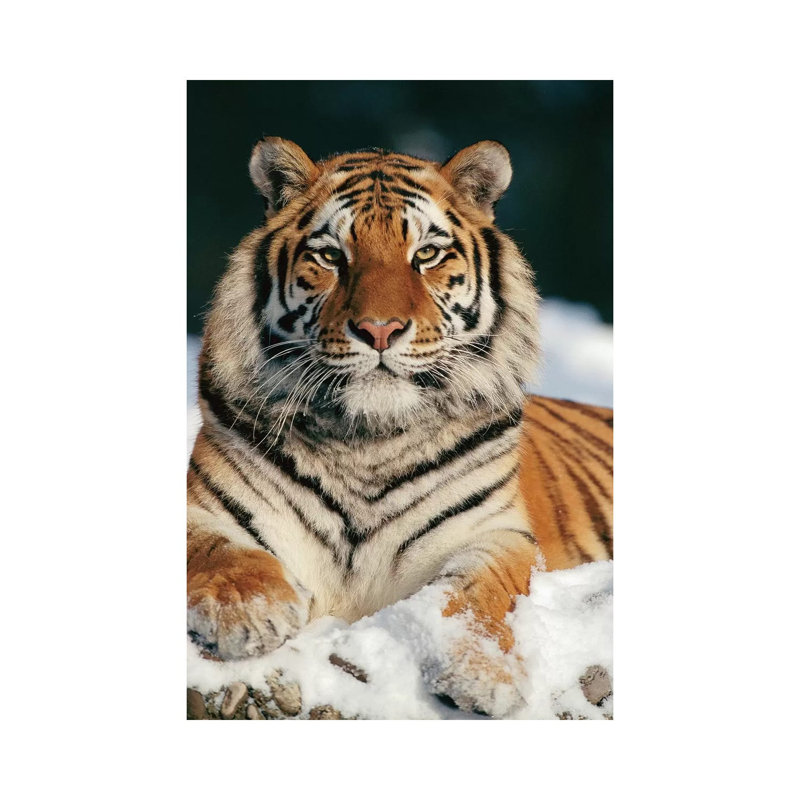 Siberian Tiger In Snow, Siberian Tiger Park, Harbin, China by Konrad Wothe - Wrapped Canvas Print