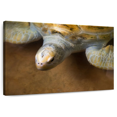 Stunning Turtle