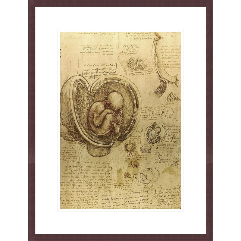 Study of fetus by Leonardo da Vinci -Framed Giclee Print, H 21,75 po x l 16,64 po