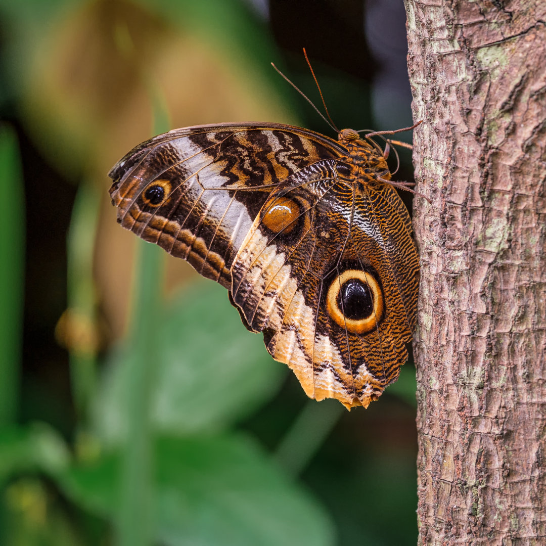 Riesige Eule Schmetterling von Frank Cornelissen - Leinwanddrucke