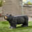 MBEAR BENCH