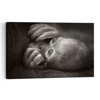 Baby Orangutan Gaze Contemporary Wall Art Print by Carles Just - Print