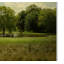Vidur «Cattle Pond in Summer», reproduction de photo sur toile tendue-22073678