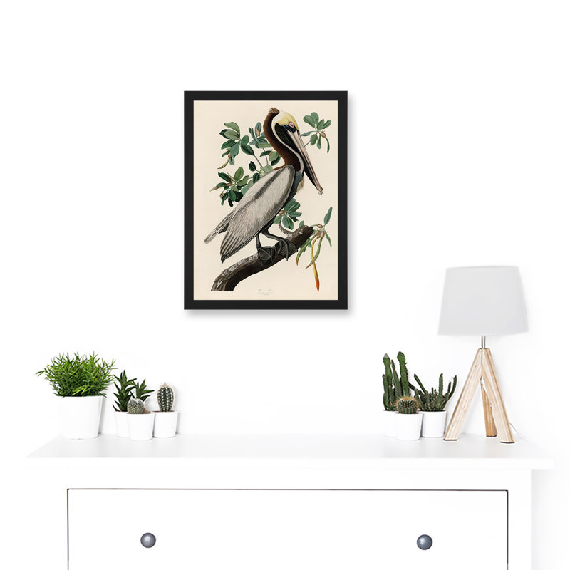 America Pelican by John Audubon - Single Picture Frame Painting