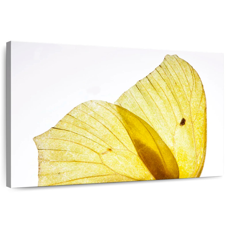 Brampt Golden Yellow Butterfly Wings