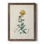 Toile encadrée de qualité supérieure Traditional Botanical III - prête à être accrochée-267675587-267675586