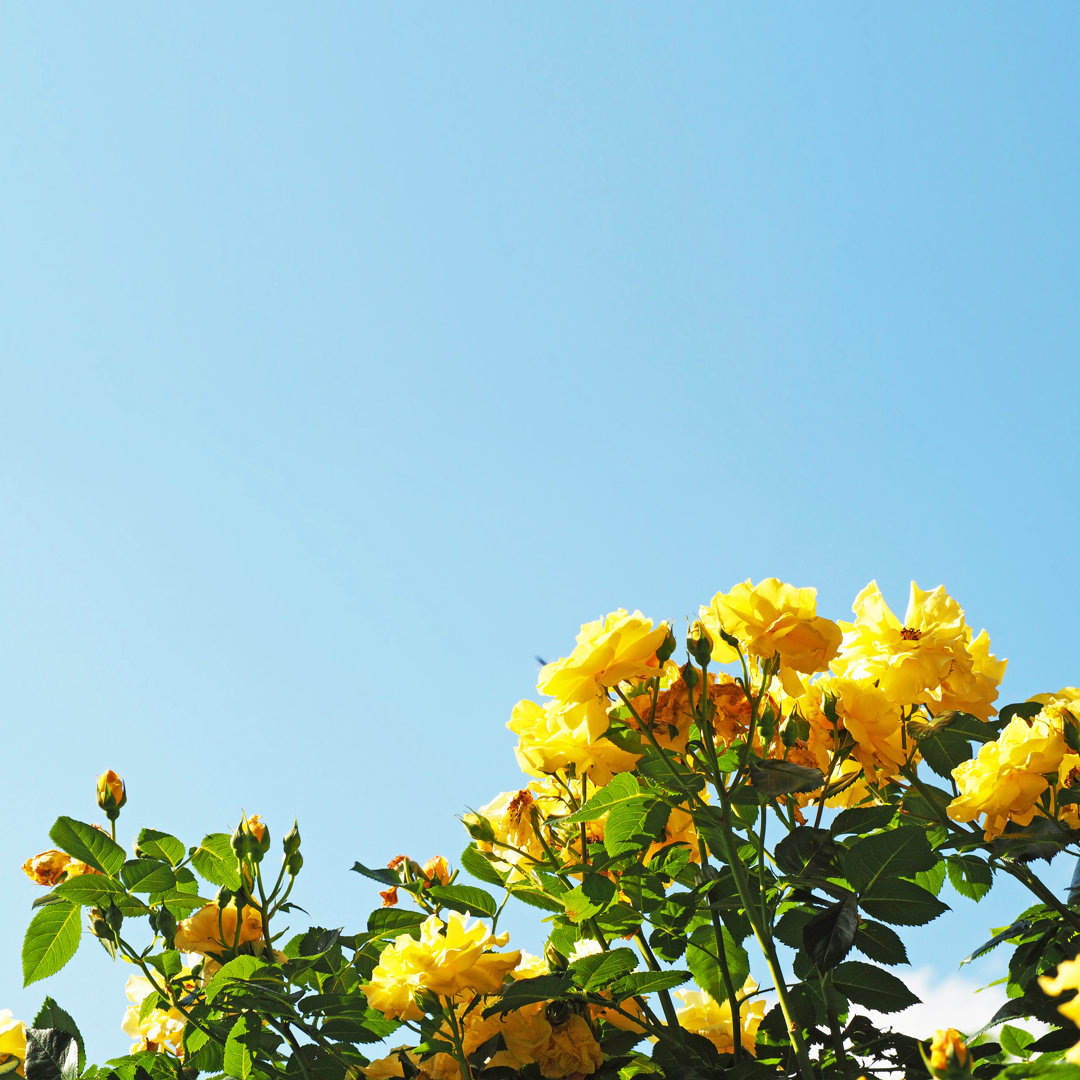 Leinwandbild Yellow Roses in Blue Sky von Anghi