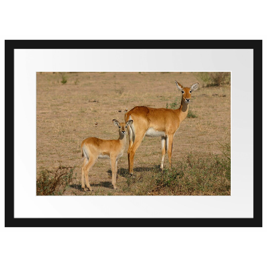 Gerahmtes Poster Gazelle With Cub