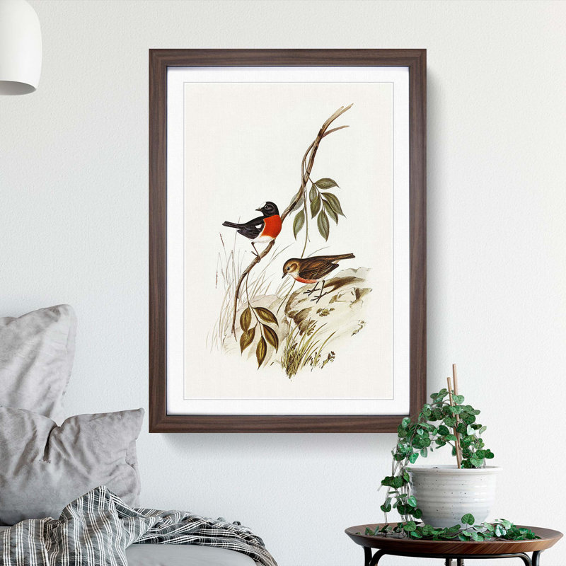 Norfolk Island Robin by Elizabeth Gould - Framed Print, 48cm H x 36cm W x 2cm D, Walnut Framed
