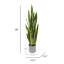 Plante de serpent artificielle Sansevieria en pot-130196673