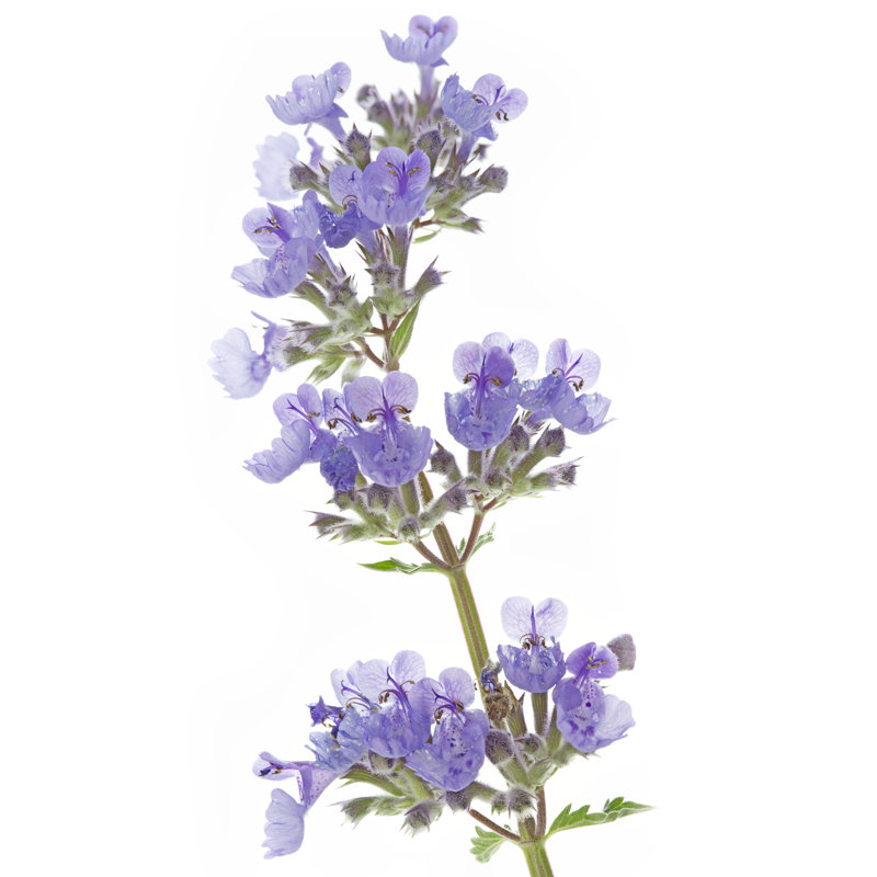 Catnip Flowers (Nepeta Cataria) by HaraldBiebel - Wrapped Canvas Print, 76cm H x 51cm W