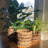 3 Piece Striped Plant Wicker Baskets