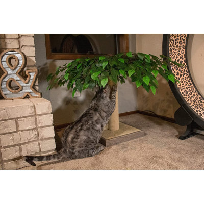 Daniqua Scratching Post