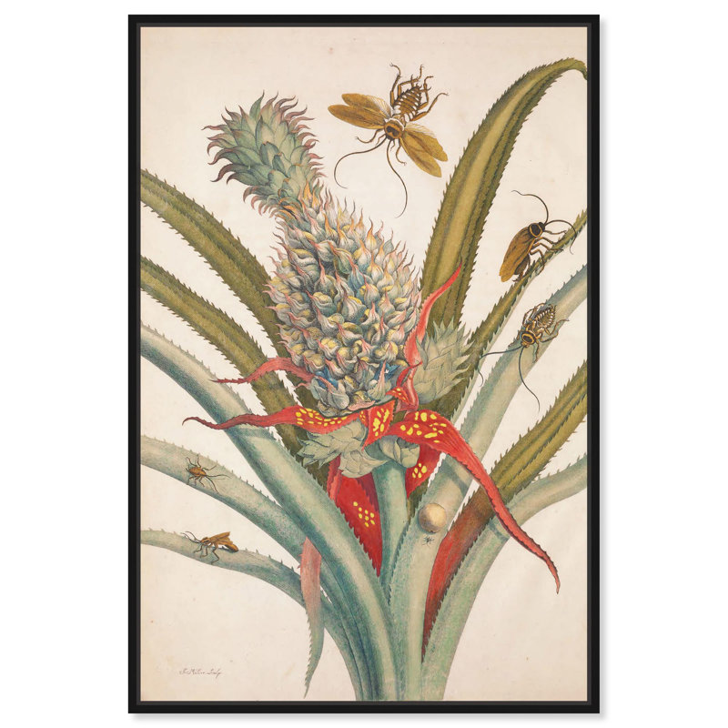 «Merian Metamorphosis», reproduction de toile par Art Remedy, Black Floater Framed, 16" H x 11" W