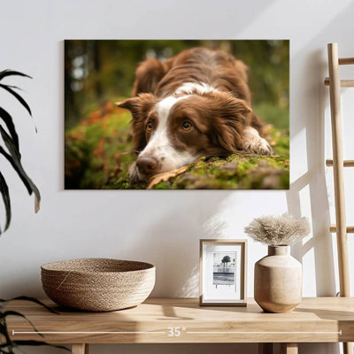 Lovable Border Collie