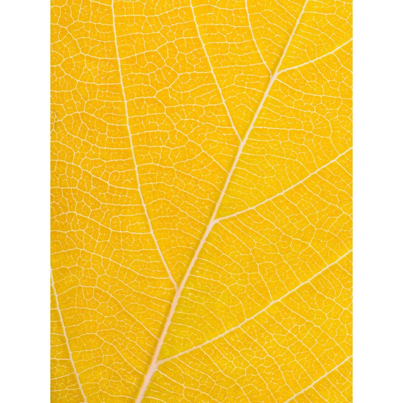 Autumn Leaf Print by Philippe Monthoux, 32" H x 24" W, Wrapped Canvas