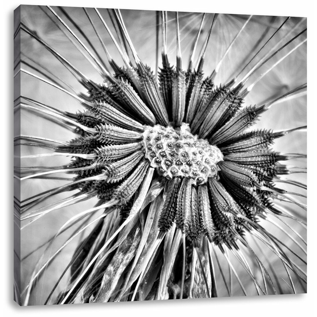 Leinwandbild Vertrocknete Pusteblume