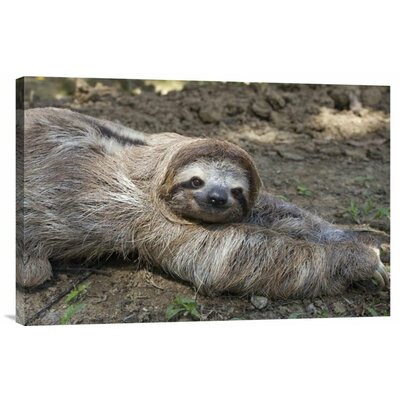 Brown-Throated Three-Toed Sloth Male Walking on Forest Floor' Photographic Print on Canvas -  East Urban Home, URBH7480 38403491