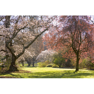 Christchurch Blossom in Hagley Park 1 Piece Wrapped Canvas Wall Art
