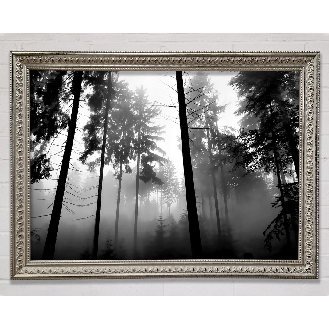 Mist Of The Woodland B N W Gerahmter Druck