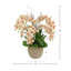 Orchid and Curly Willow in Decorative Rope Pot
