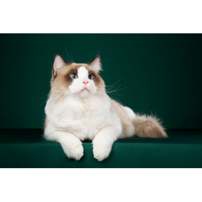 Chat Ragdoll par Zuyufang