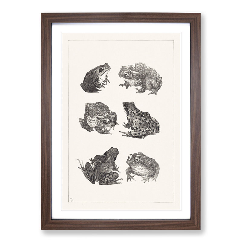 Frogs and Toads by Theo Van Hoytema - Picture Frame Painting, 36cm H x 27cm W x 2cm D, Walnut Framed