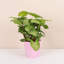 Live White Butterfly Plant in Classic Pot-114976334-114976335