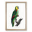 A Turquoise-Fronted Parrot by F. Levaillant - Framed Print-55457366-55457365