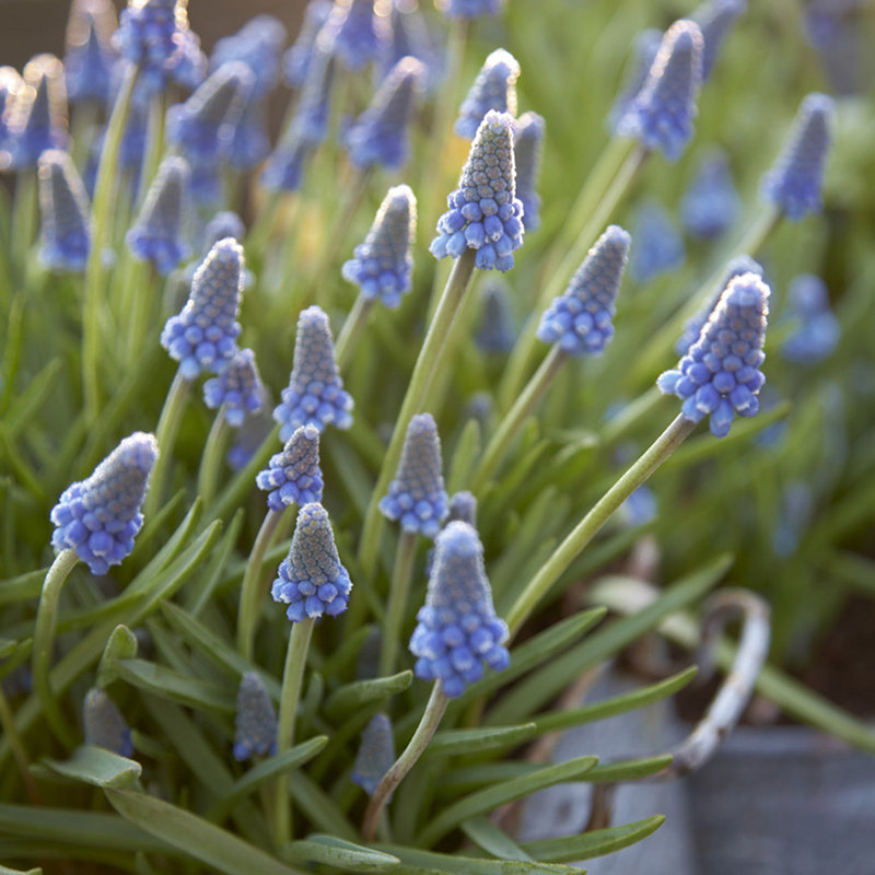 Grape Hyacinths for Containers Bulb