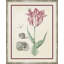 Flower, Seashell and Insect I Framed