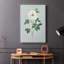 Rose Beauty II -Galerie enveloppée Cavas-1307285109