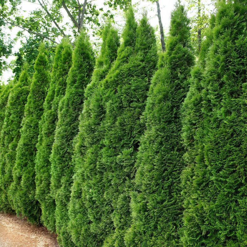3 gal. Arborvitae Green Giant