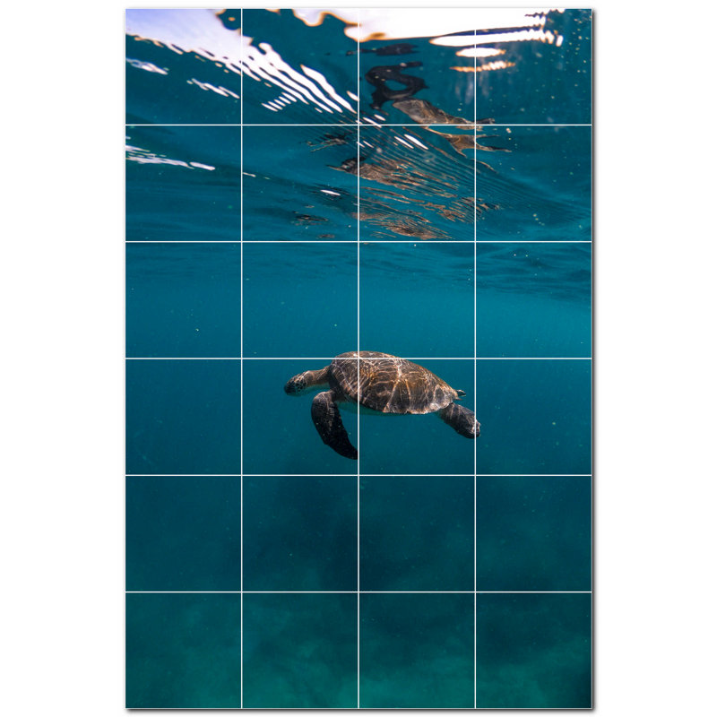 Tortue photo 8 x 8
