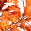Arbre d'automne-1230477457