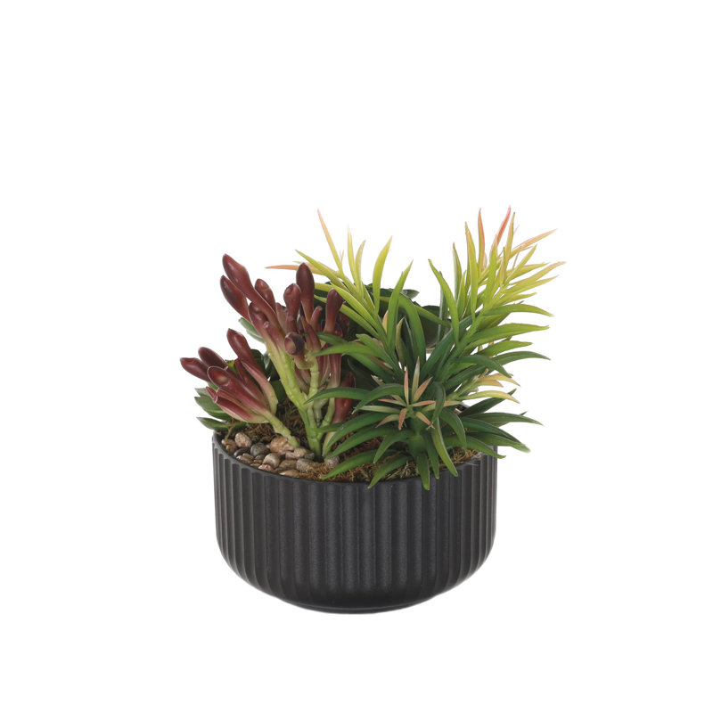 Fausse plante grasse, Noir