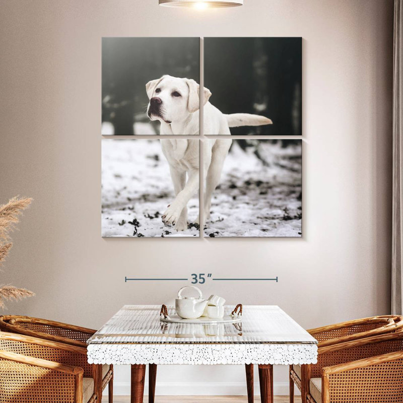 Brampt Labrador Retriever