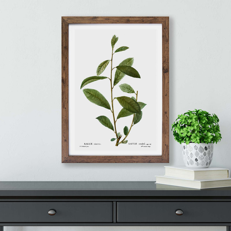 Willow Tree Branch by Pierre-Joseph Redoute - Framed Print, 24cm H x 33cm W x 2cm D, Walnut