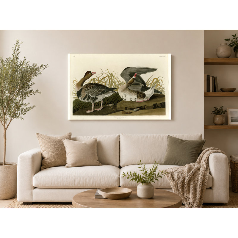 Oie à front blanc, plaque CCL XXXVI (1836) - Art mural sur toile paysage, 20" W x 16" H