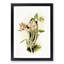 Magnolia Flowers Illustration Tab. 40 by Frederick Sander - Picture Frame Painting Print-55758962-55758964