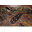 Tapis oriental Ziegler 9x12