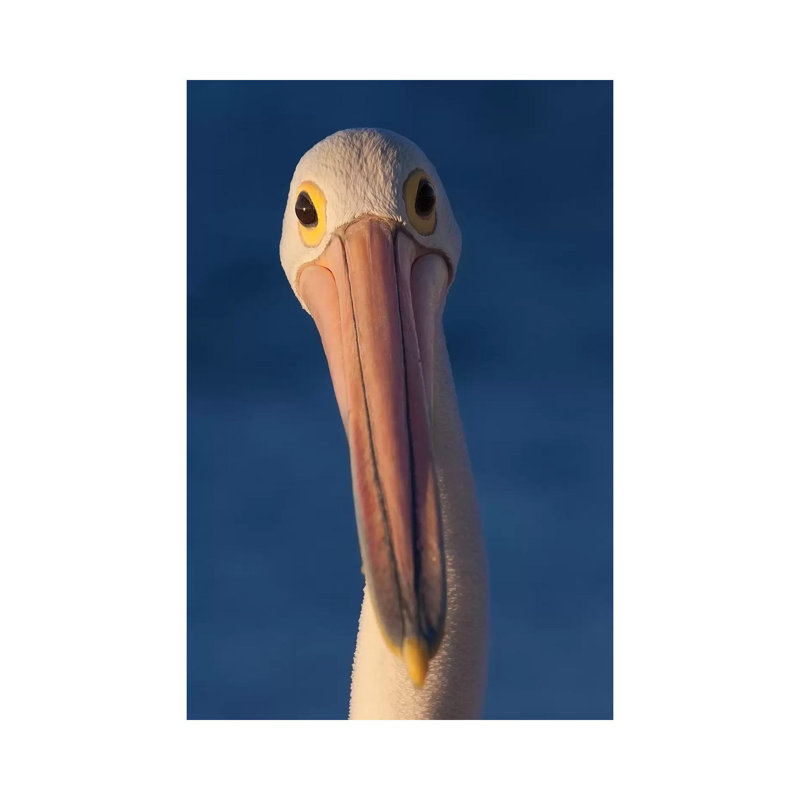 Australian Pelican by Mogens Trolle - Wrapped Canvas Gallery-Wrapped Canvas Giclée, 20.32 cm H x 30.48 cm W