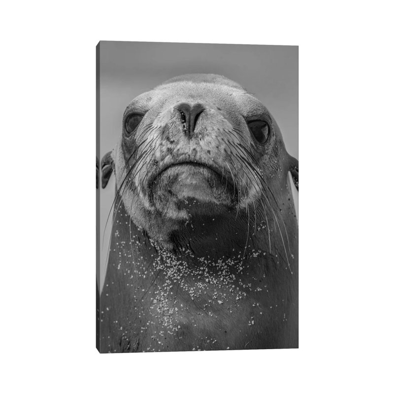 California Sea Lion, La Jolla, California 1 Piece Wall Art on Canvas, 20.32 cm H x 30.48 cm W, Canvas
