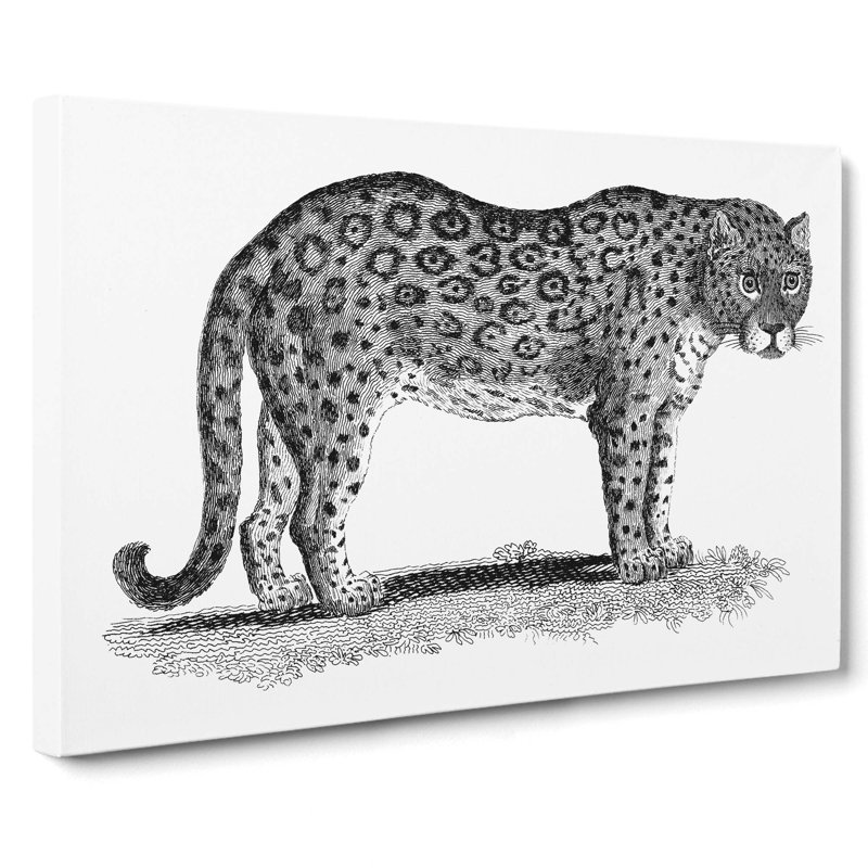 Leopard In Black & White by George Shaw - Wrapped Canvas Print, 40cm H x 60cm W x 3cm D