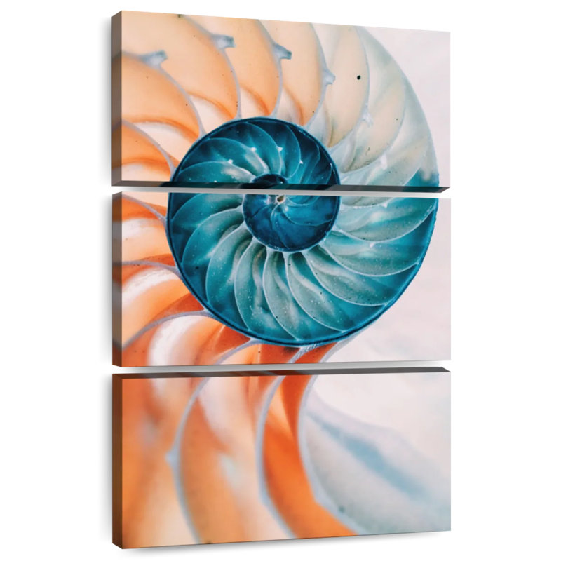Brampt Translucent Nautilus Shell, 57" H x 36" W
