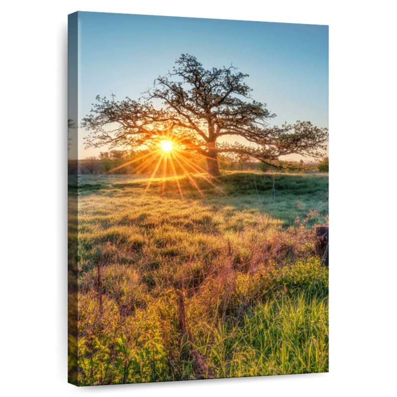 Harnek Oak Tree Sunrise, H 45 po x l 30 po