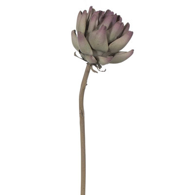 21.5" Light Brown Protea Stem 2/Bag 21.5 Plant