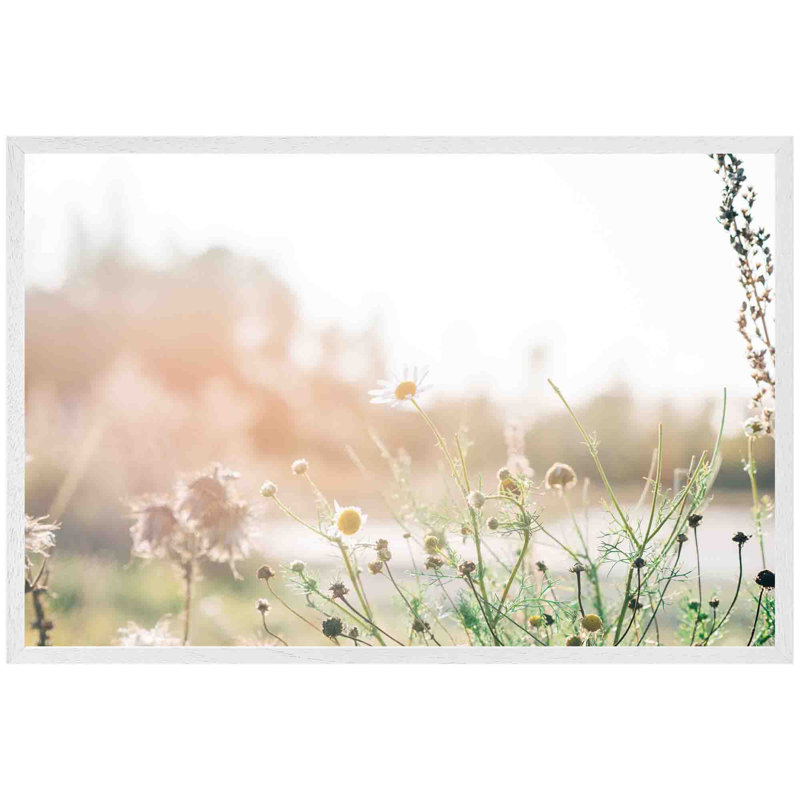 Arnetra Wild Daisies - Single Picture Frame Print, 51cm H x 76cm W x 4cm D, White
