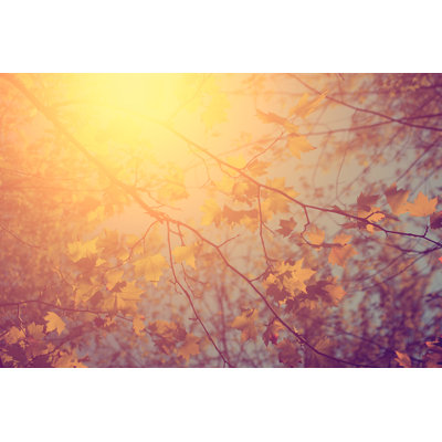 Lots Of Vintage Autumn Leaves - Wrapped Canvas Print