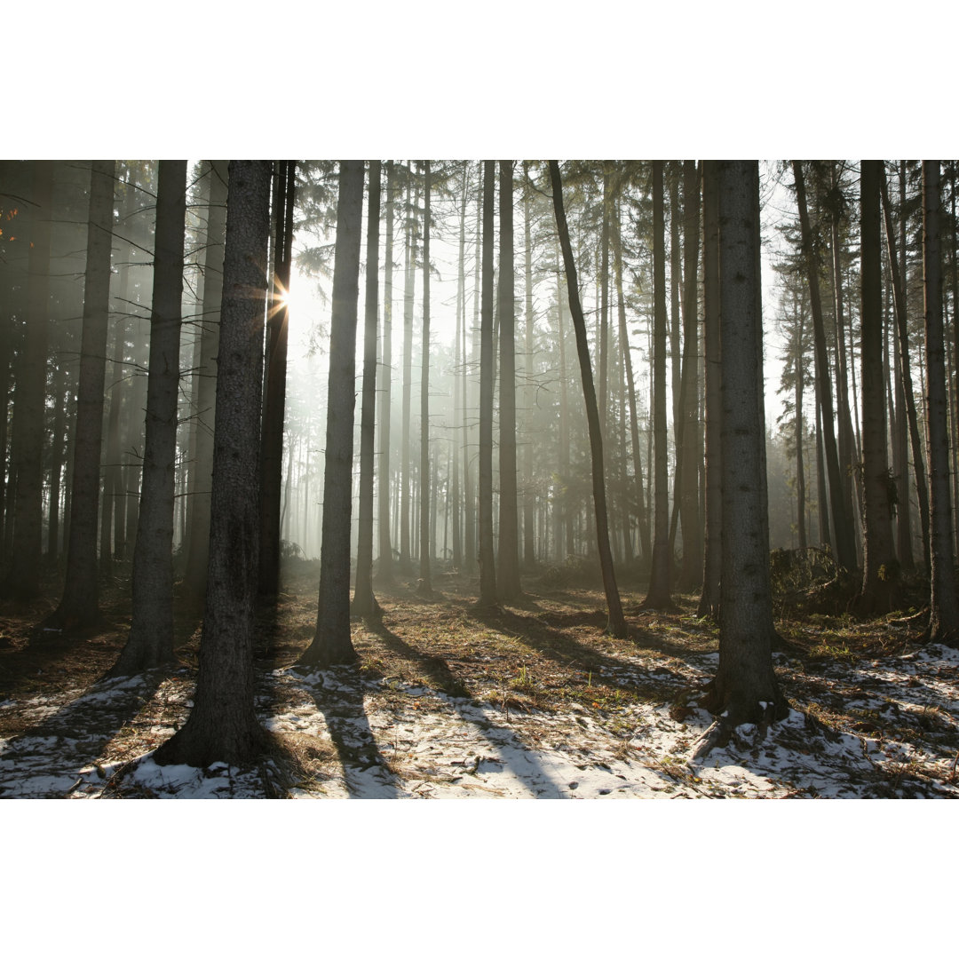 Coniferous Forest - Wrapped Canvas Print